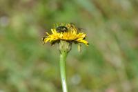 Cryptocephalus