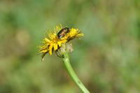 Cryptocephalus