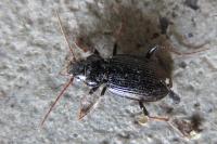 Nebria salina