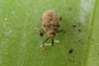 Ceutorhynchus pallidactylus