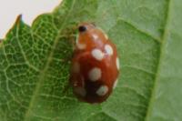 Vibidia duodecimguttata