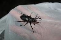 Lucanus cervus