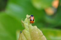 Clytra laeviuscula