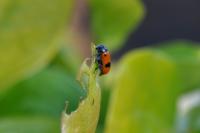 Clytra laeviuscula