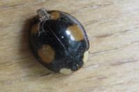 Harmonia axyridis