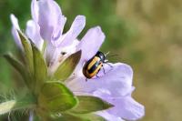 Cryptocephalus vittatus