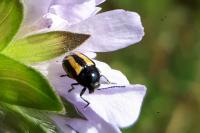 Cryptocephalus vittatus