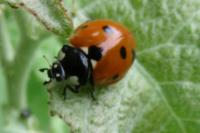 Coccinella septempunctata