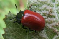 Chrysomela populi