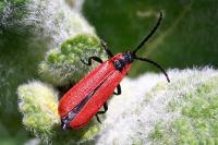 Lygistopterus sanguineus