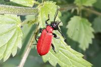 Pyrochroa coccinea
