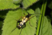 Rutpela maculata