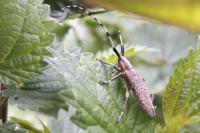 Agapanthia villosoviridescens