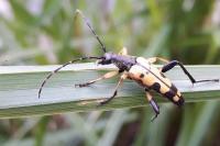 Rutpela maculata