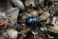 Anoplotrupes stercorosus