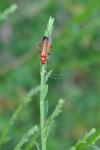 Rhagonycha fulva