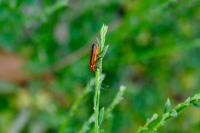 Rhagonycha fulva