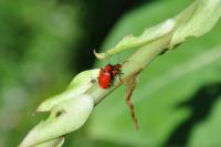 Lilioceris lilii