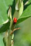 Lilioceris lilii