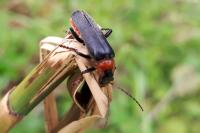 Cantharis fusca