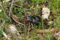 Lucanus cervus