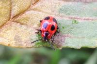 Endomychus coccineus