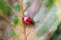 Endomychus coccineus
