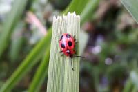 Endomychus coccineus