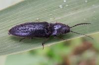 Hemicrepidius