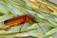 Rhagonycha fulva