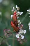 Rhagonycha fulva