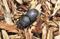 Dorcus parallelipipedus