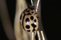 Tytthaspis sedecimpunctata