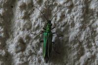 Oedemera nobilis