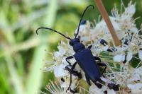 Stictoleptura scutellata