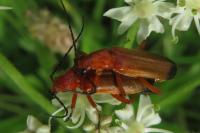 Rhagonycha fulva
