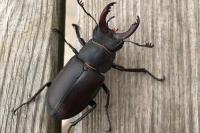 Lucanus cervus