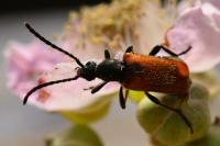 Pseudovadonia livida