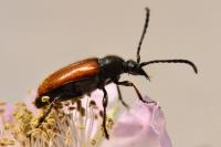 Pseudovadonia livida