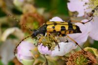 Rutpela maculata