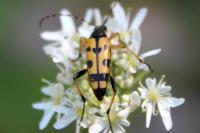 Rutpela maculata