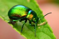 Chrysolina graminis