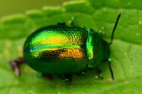 Chrysolina graminis