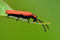 Lygistopterus sanguineus