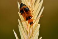 Phyllobrotica quadrimaculata