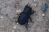 Dorcus parallelipipedus