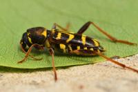 Xylotrechus arvicola