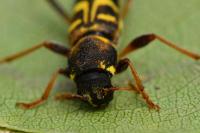 Xylotrechus arvicola