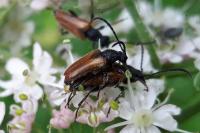 Pseudovadonia livida