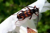 Leptura aurulenta
